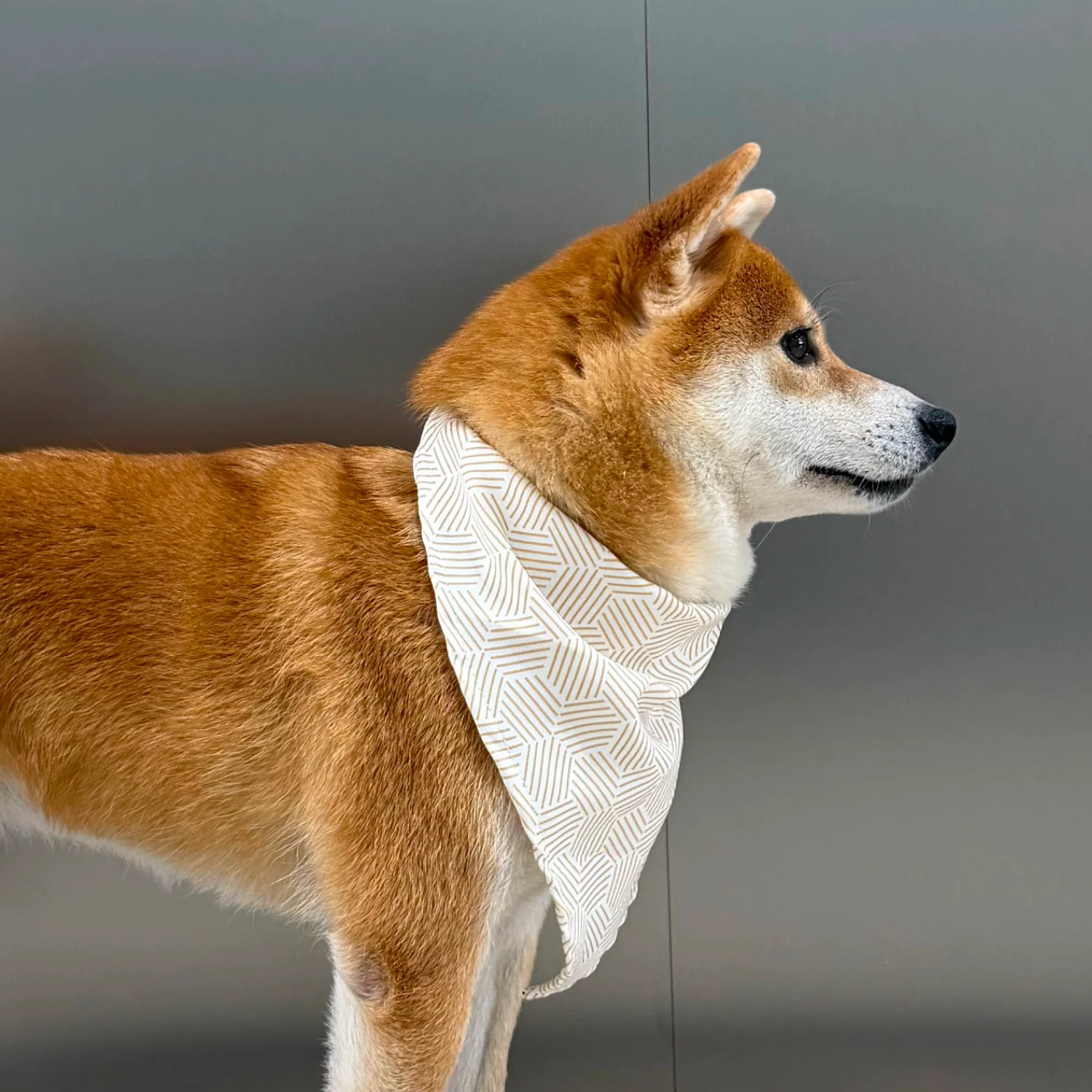 MOVA Pet Bib | Stylish Soft Dog Scarf with Adjustable Fit - Image 4