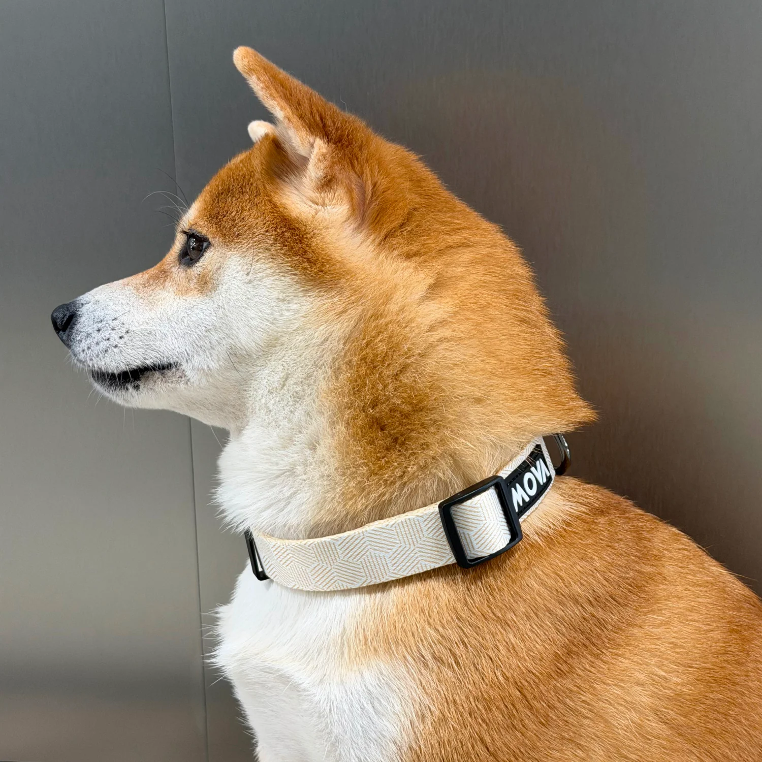 MOVA Pet Collar | Comfortable Adjustable Dog Collar for Daily Walks - Image 3