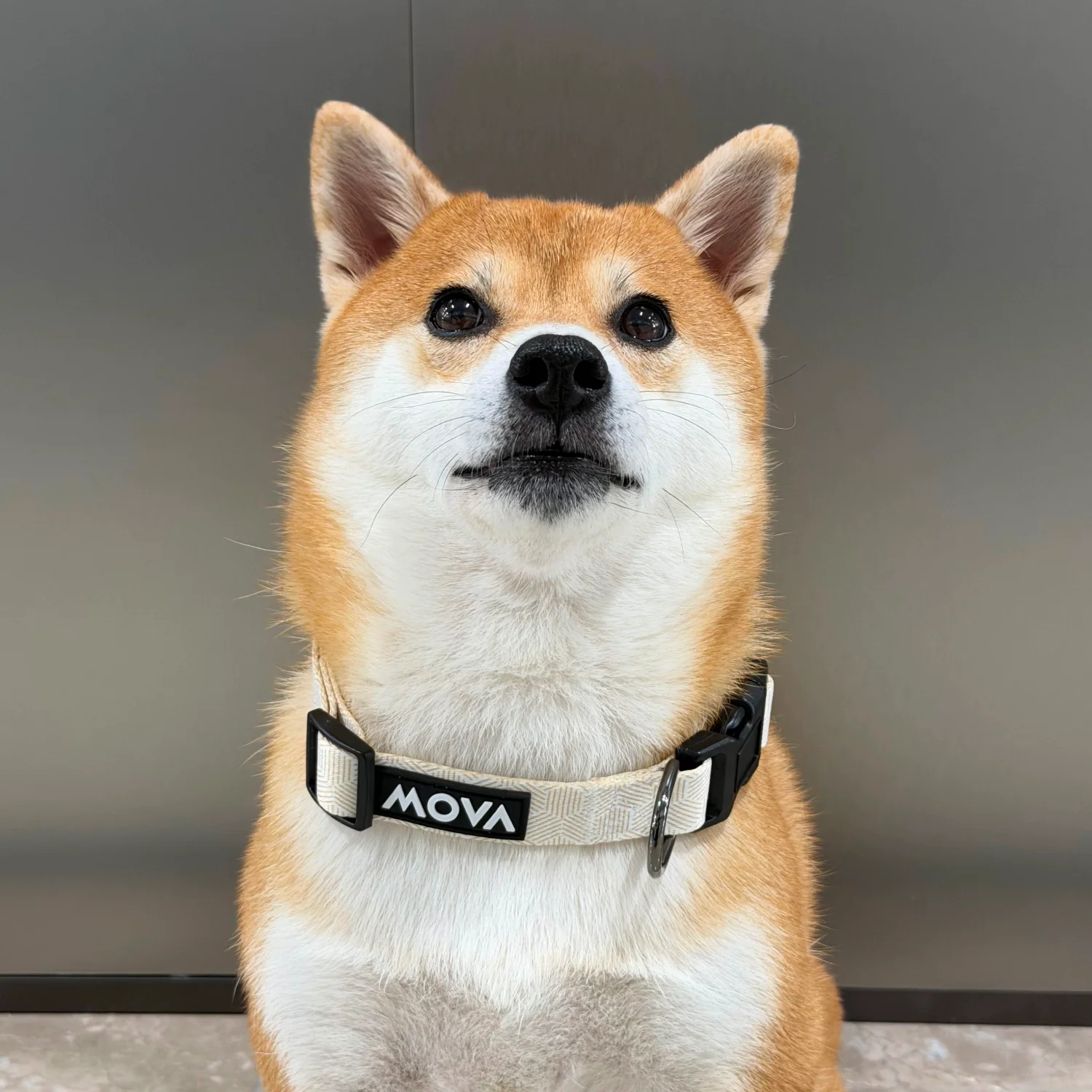 MOVA Pet Collar | Comfortable Adjustable Dog Collar for Daily Walks - Image 4