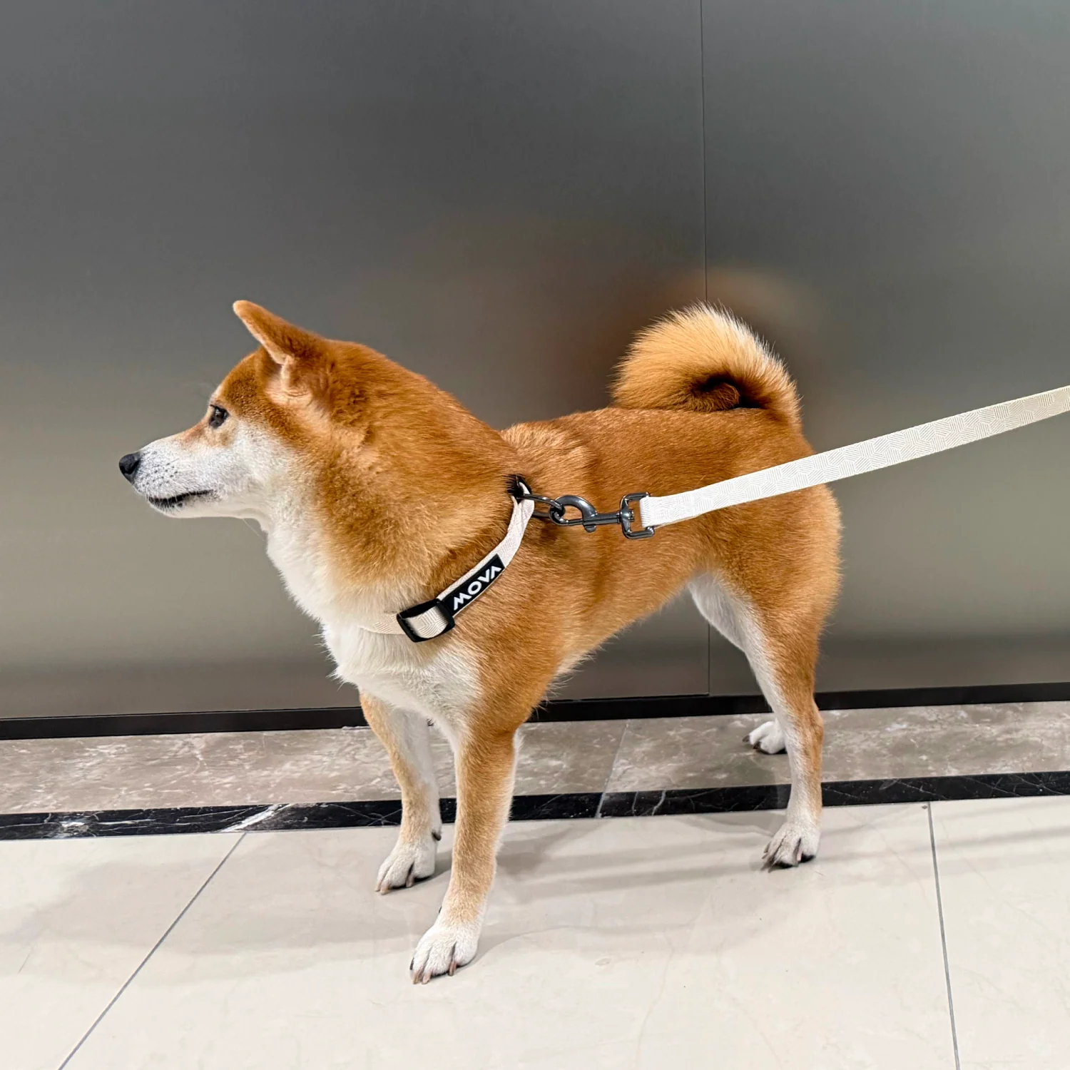 MOVA Pet Leash | Comfortable 66 Inch Dog Leash for Daily Use - Image 3