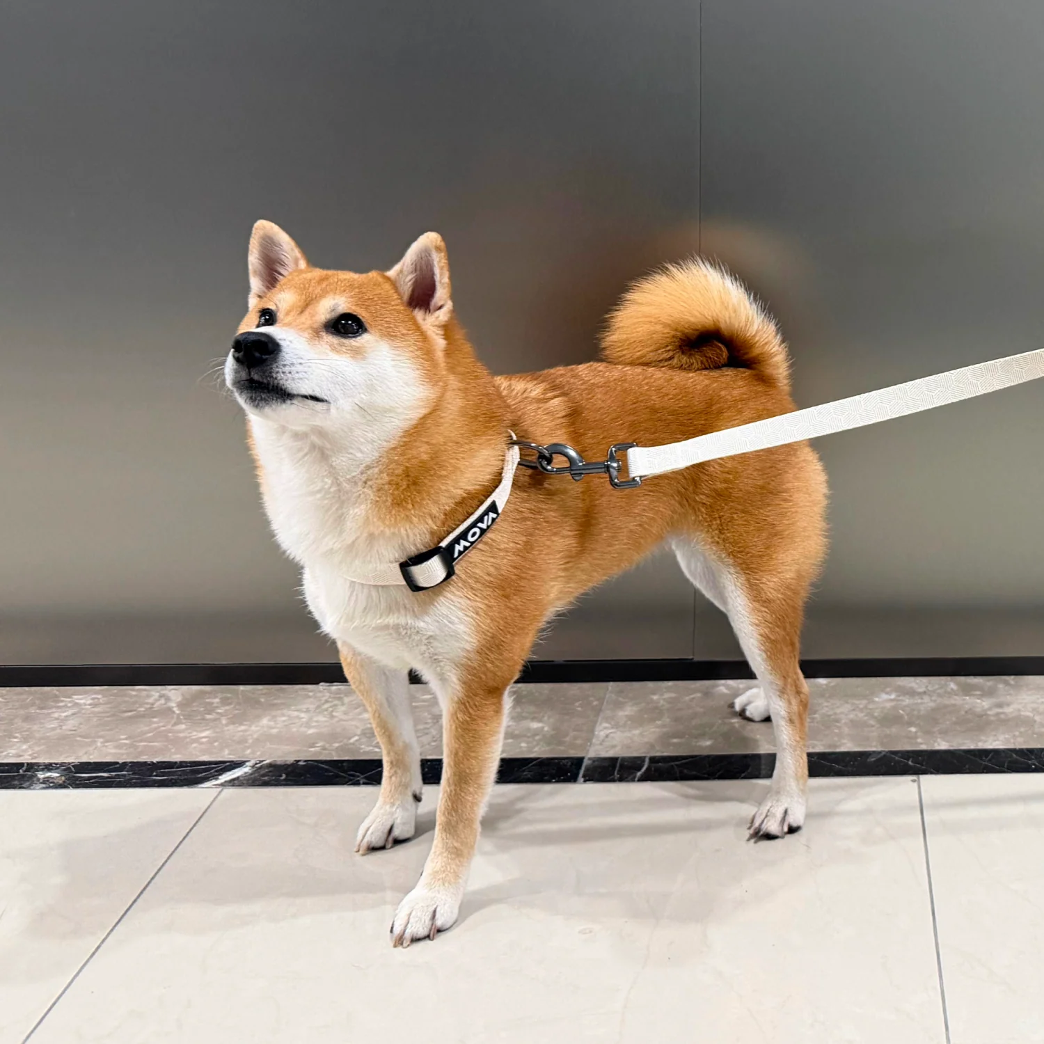 MOVA Pet Leash | Comfortable 66 Inch Dog Leash for Daily Use - Image 4